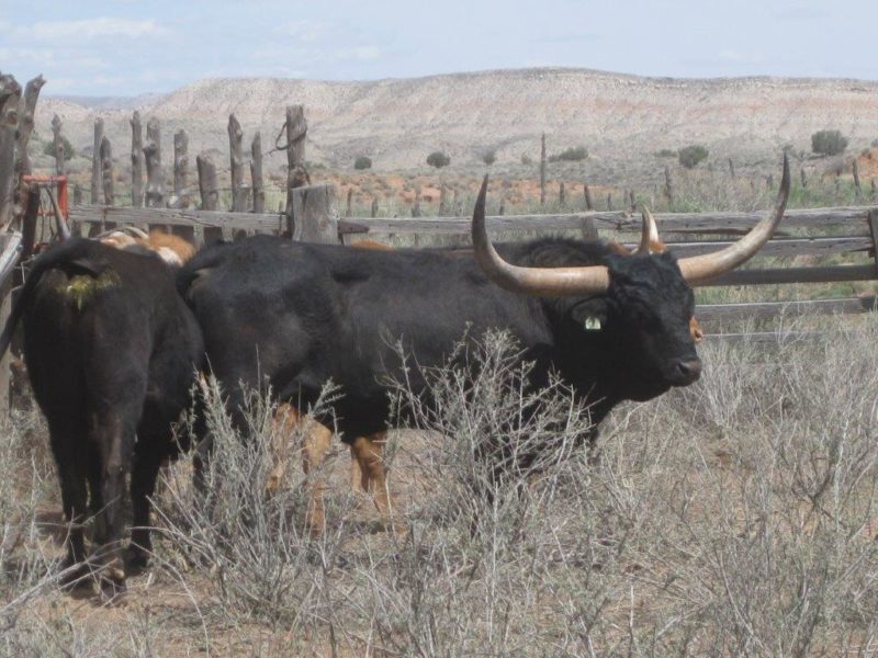 Gallery Top Hat Ranch