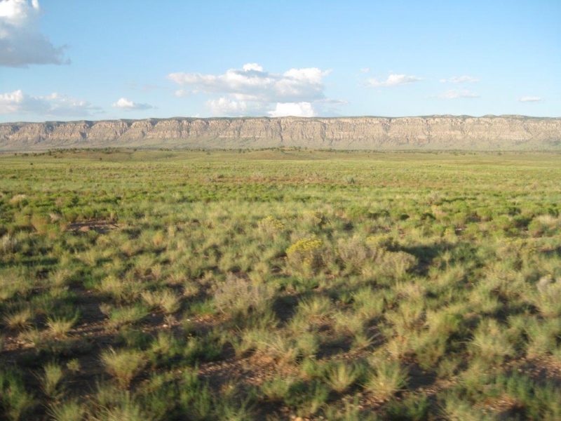 Top Hat Ranch A Brand of Stewardship Pastured to Perfection