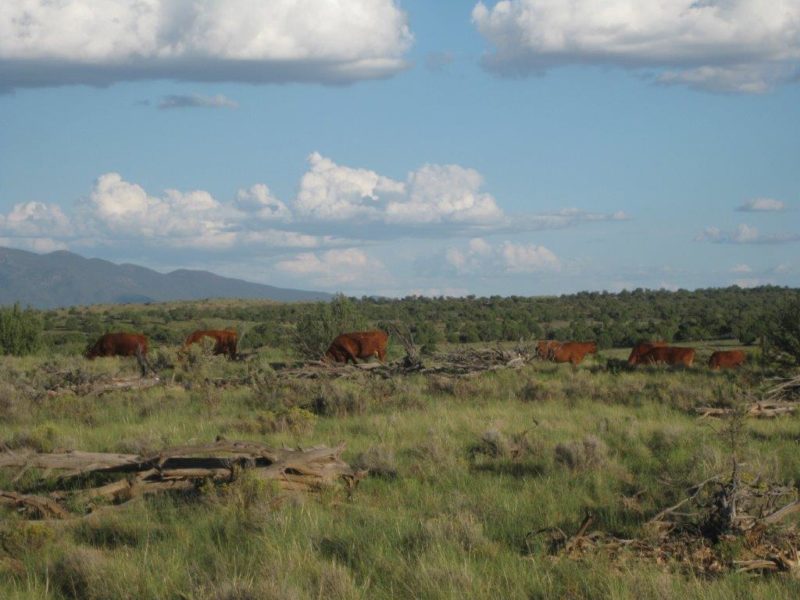 Gallery Top Hat Ranch