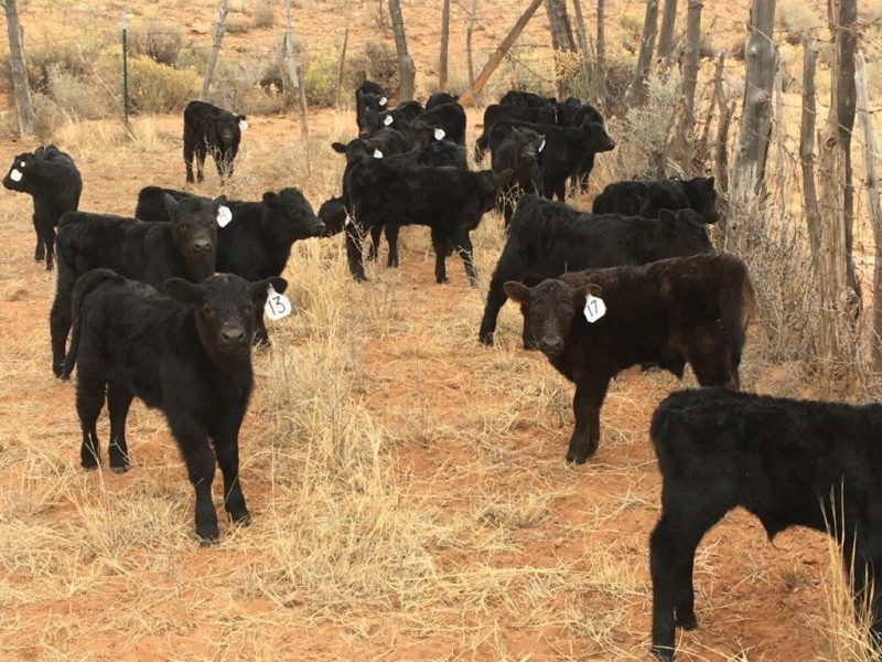 Top Hat Ranch A Brand of Stewardship Pastured to Perfection